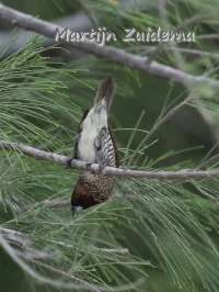 Muskaatvink [Lonchura punctulata nisoria]